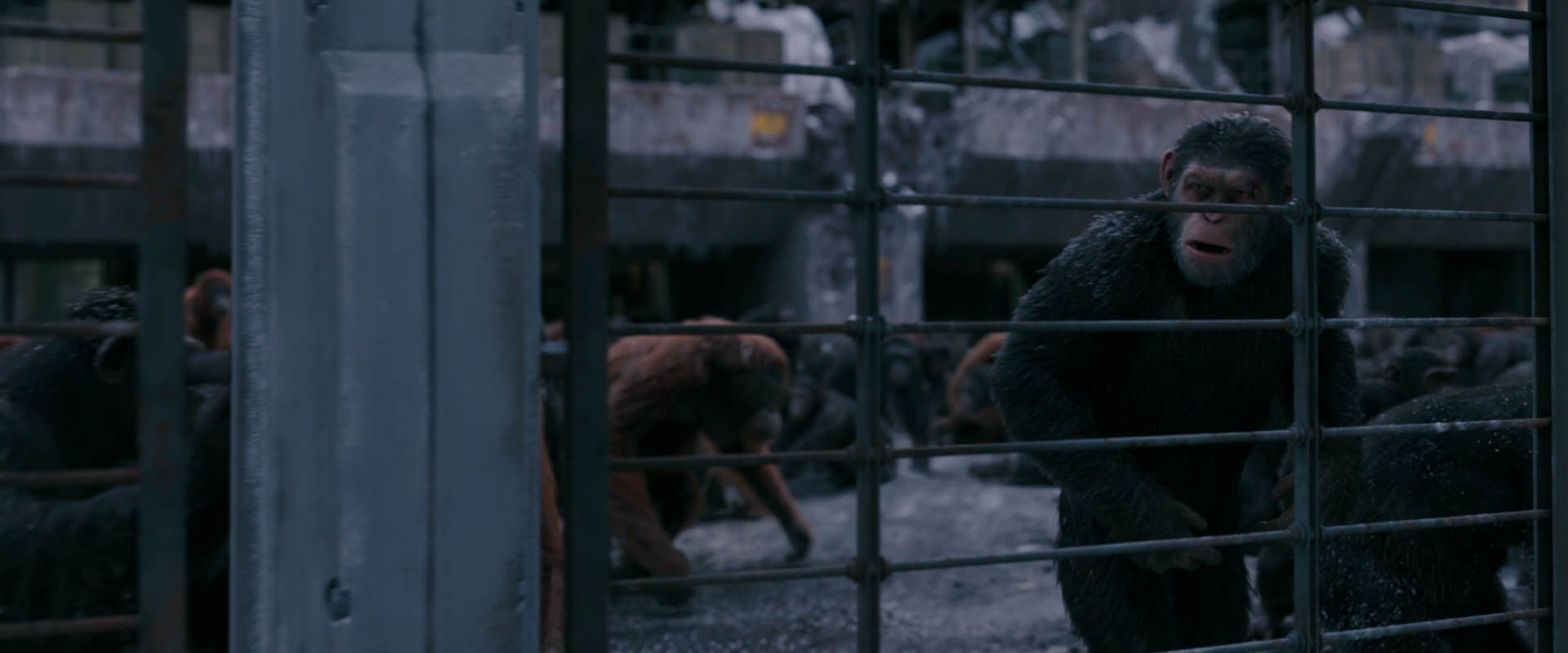 War for the Planet of the Apes (2017) movie still 7846
