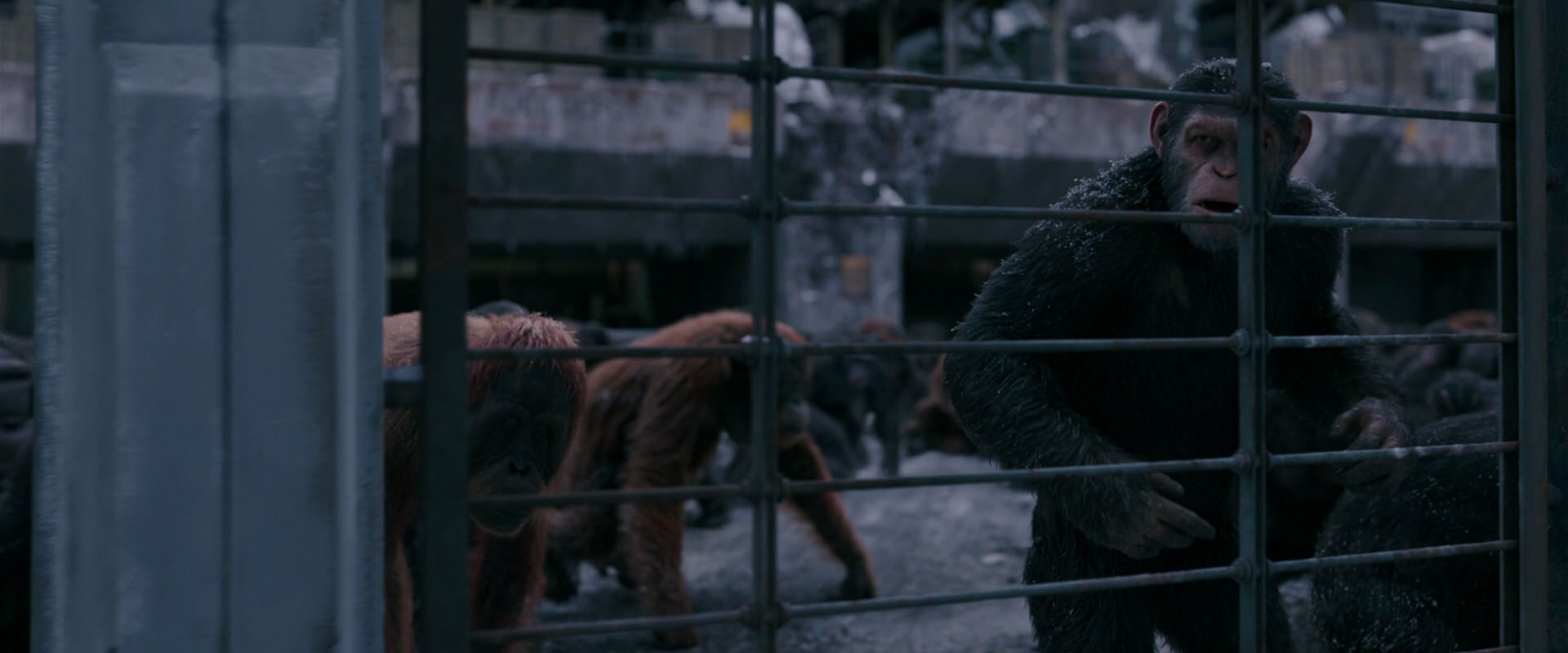 War for the Planet of the Apes (2017) HD screenshot 7847