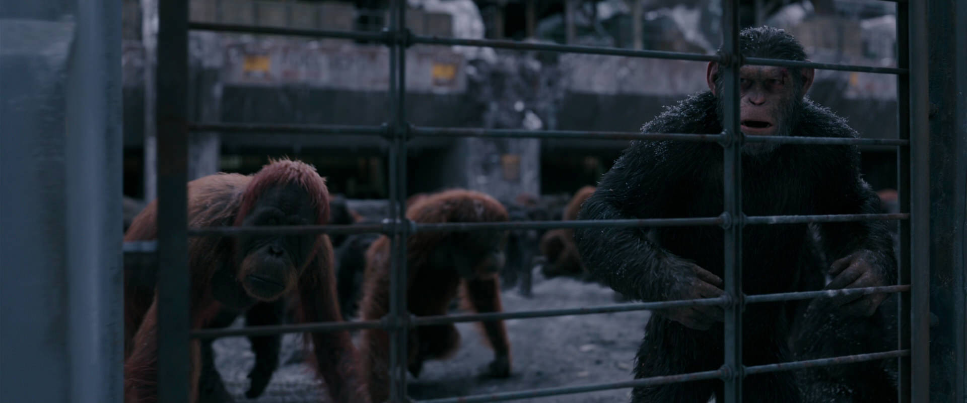 War for the Planet of the Apes (2017) screencap 7848