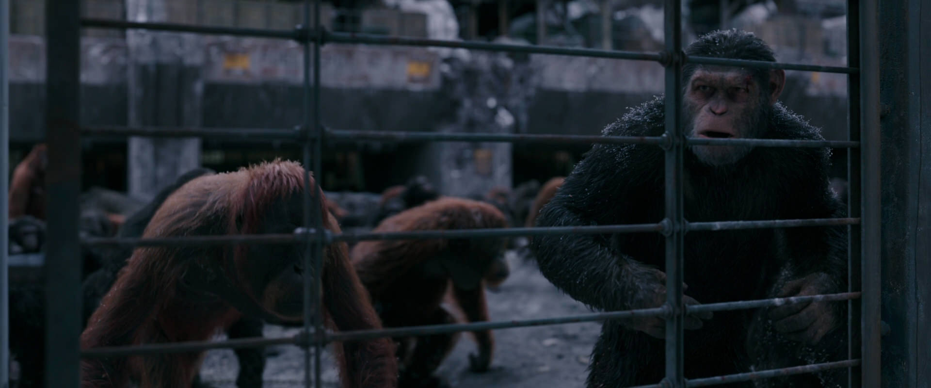 War for the Planet of the Apes (2017) movie still 7849