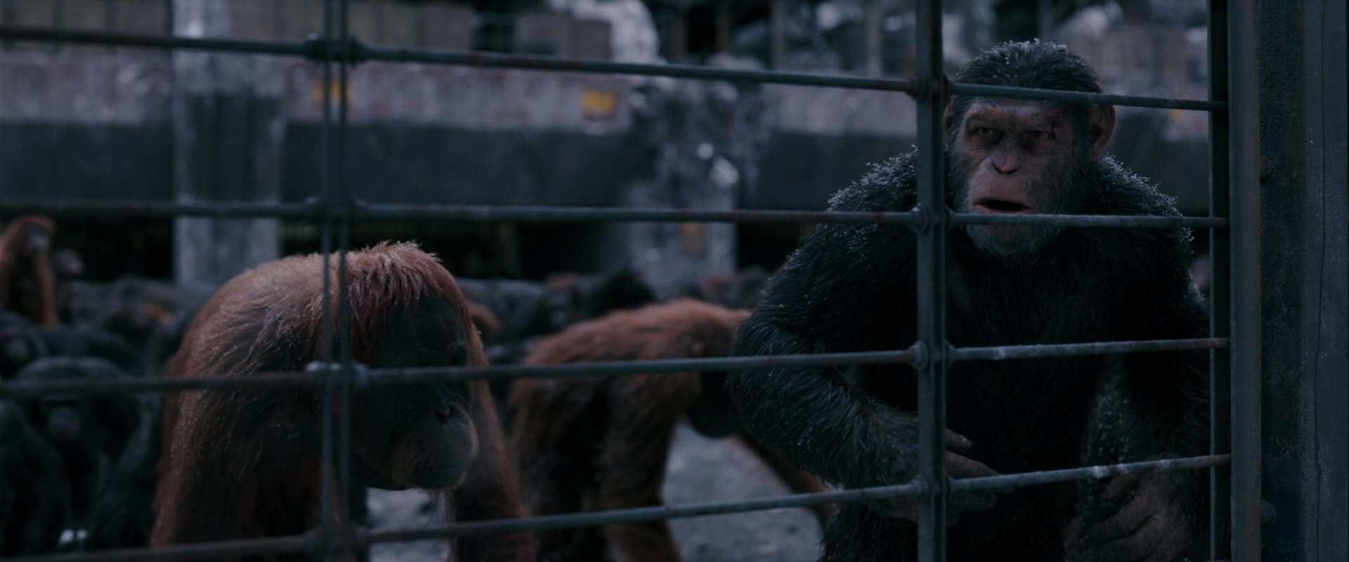 War for the Planet of the Apes (2017) HD screenshot 7850