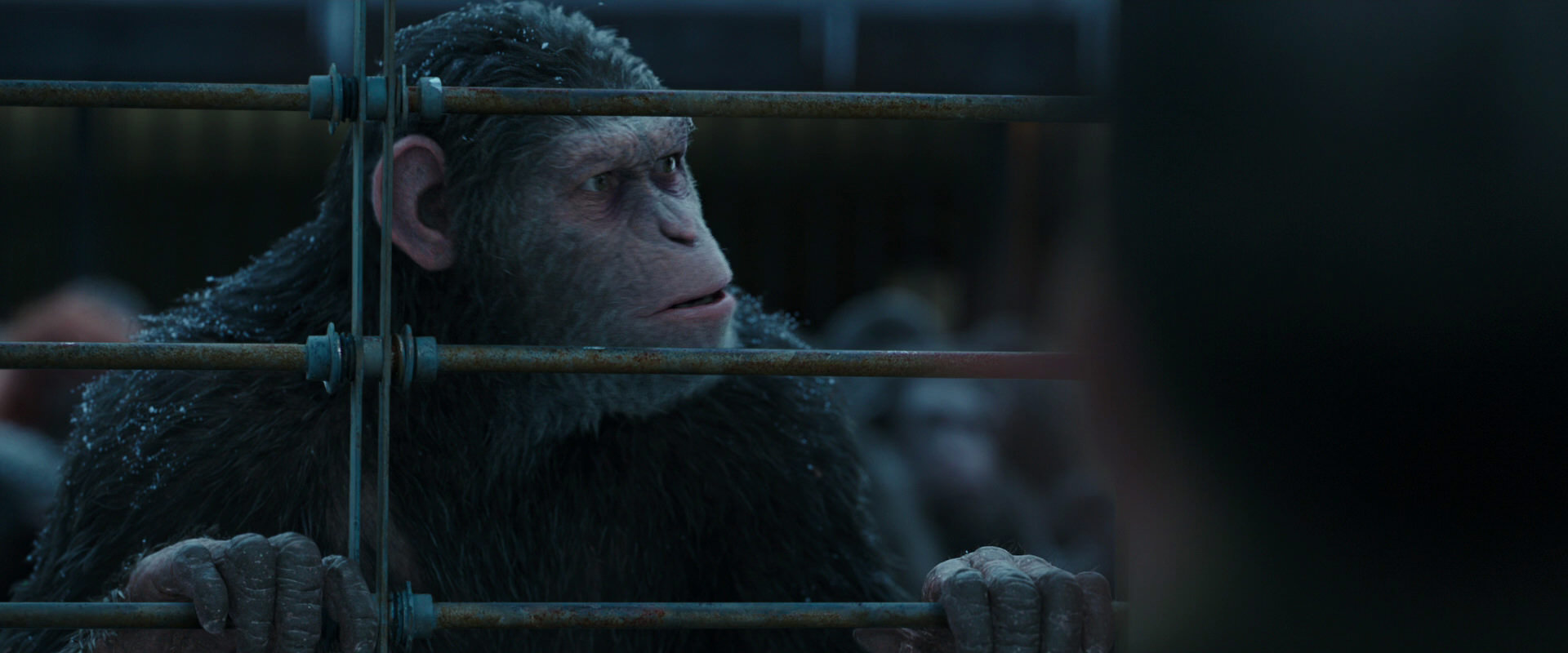 War for the Planet of the Apes (2017) HD screenshot 7973