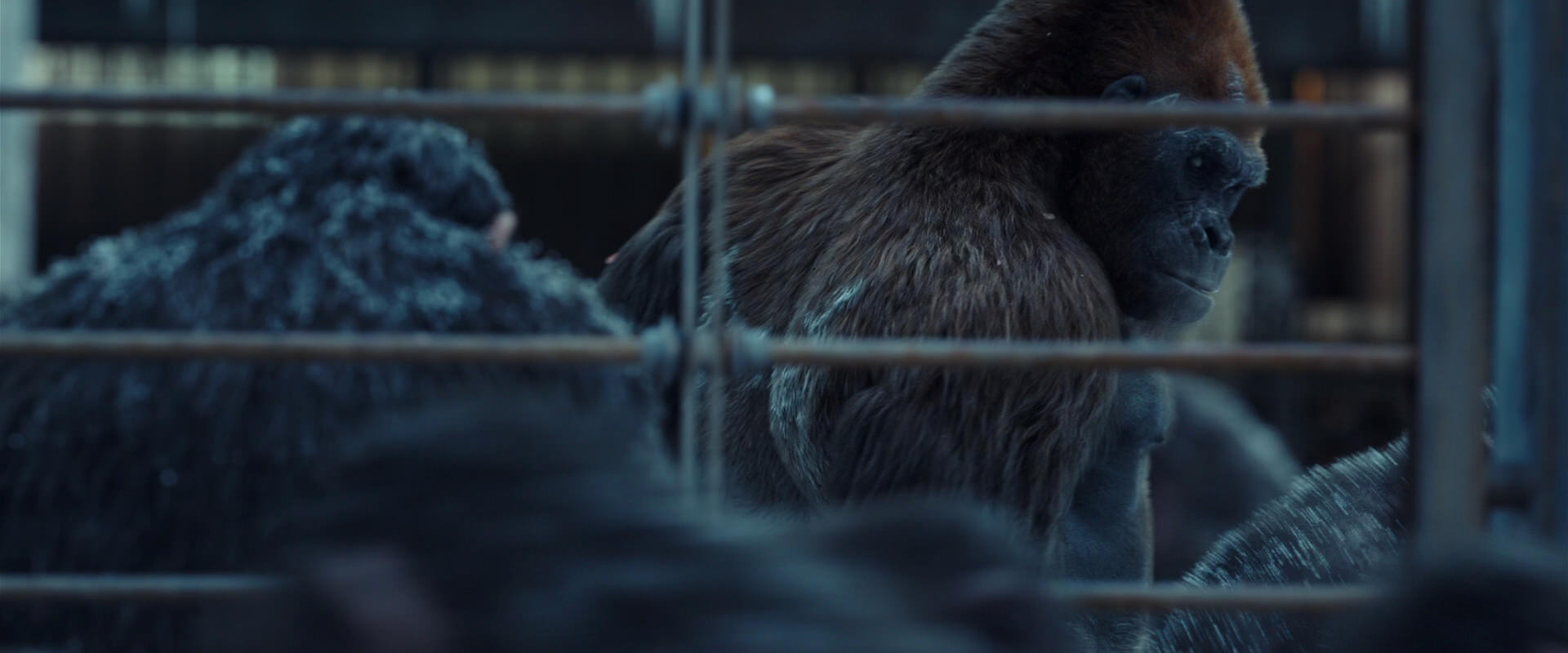 War for the Planet of the Apes (2017) HD screenshot 8000