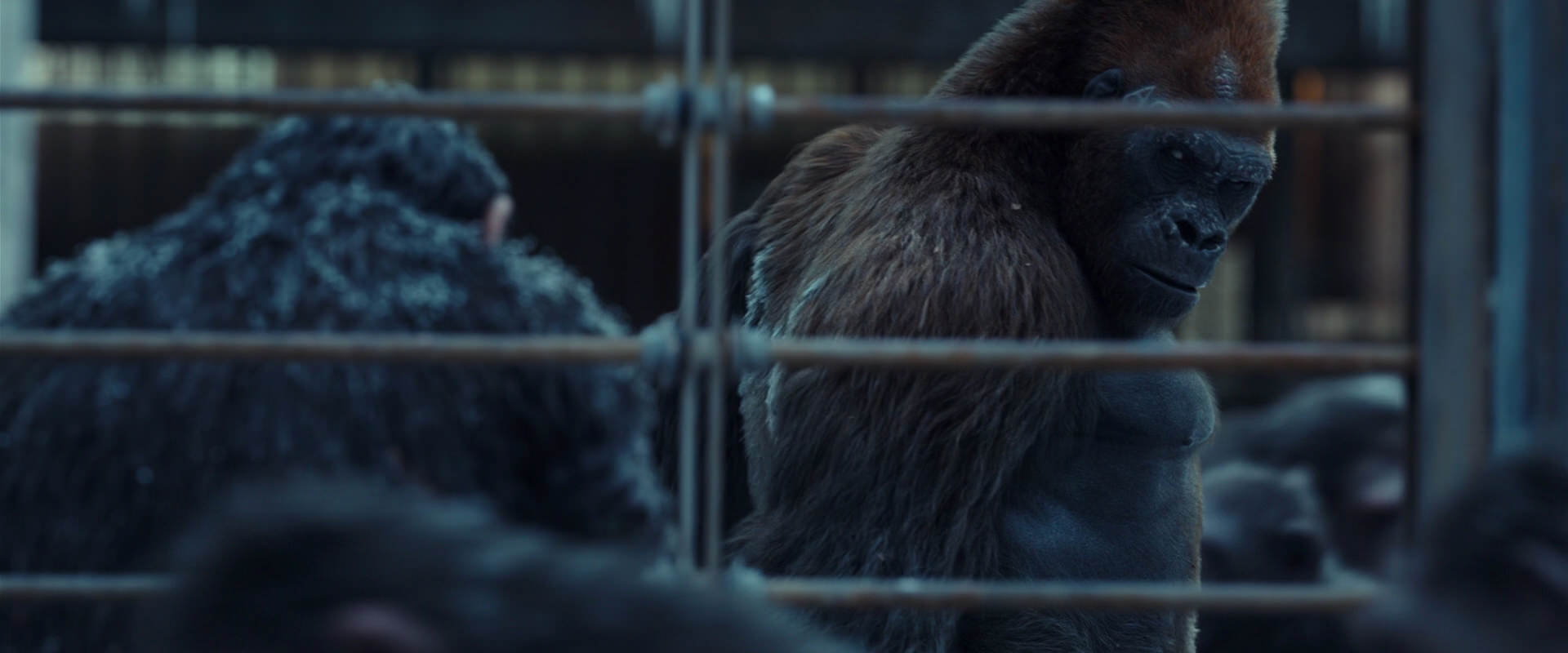War for the Planet of the Apes (2017) screencap 8001