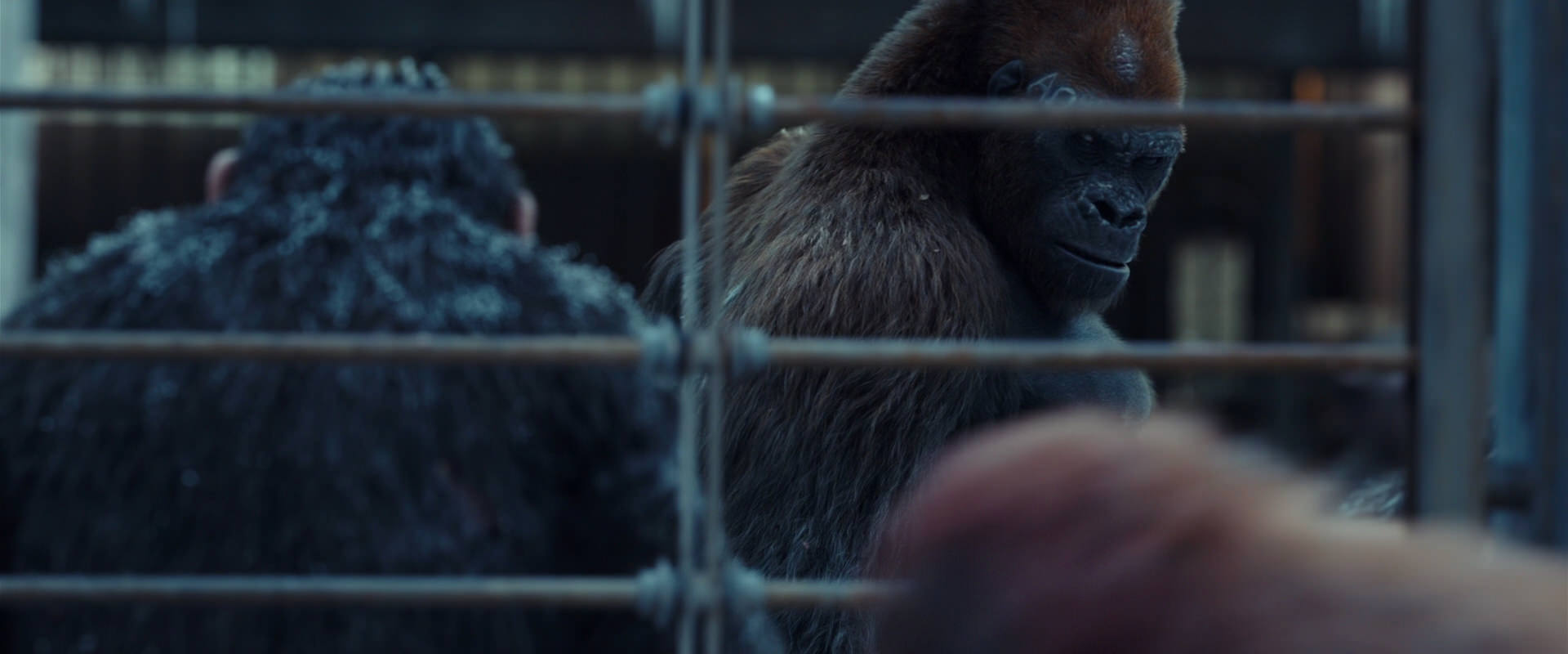 War for the Planet of the Apes (2017) HD screenshot 8003