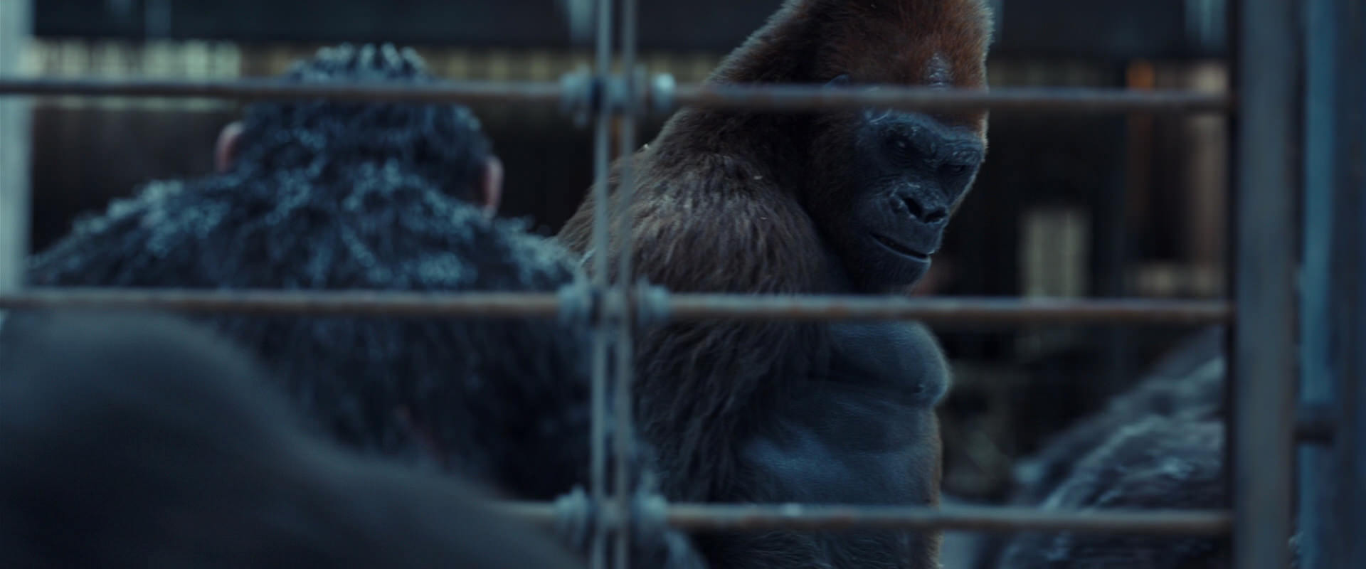 War for the Planet of the Apes (2017) screencap 8004