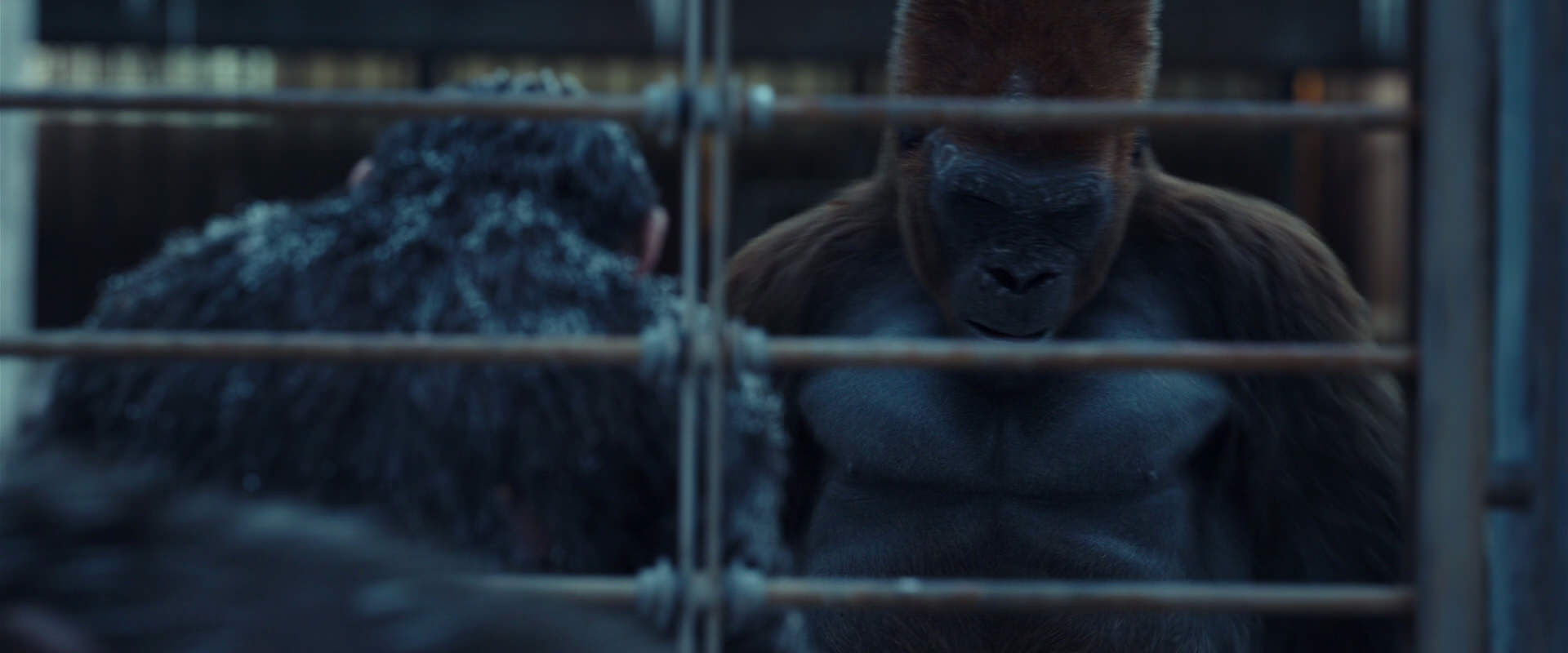 War for the Planet of the Apes (2017) screencap 8007