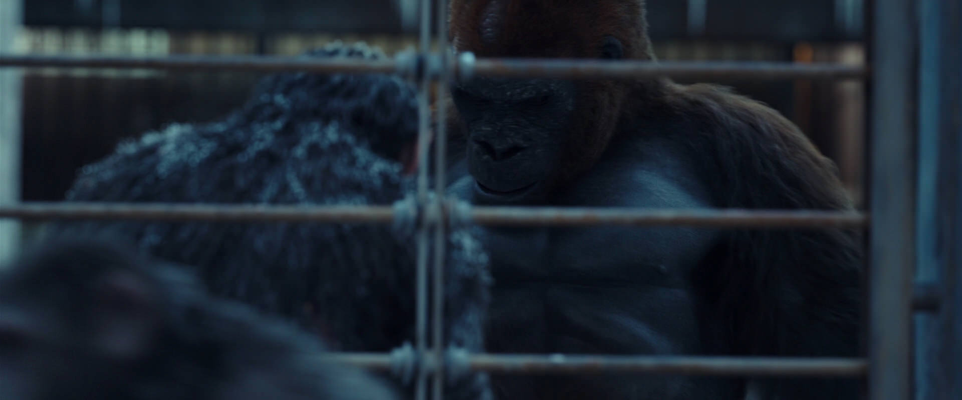 War for the Planet of the Apes (2017) screencap 8010