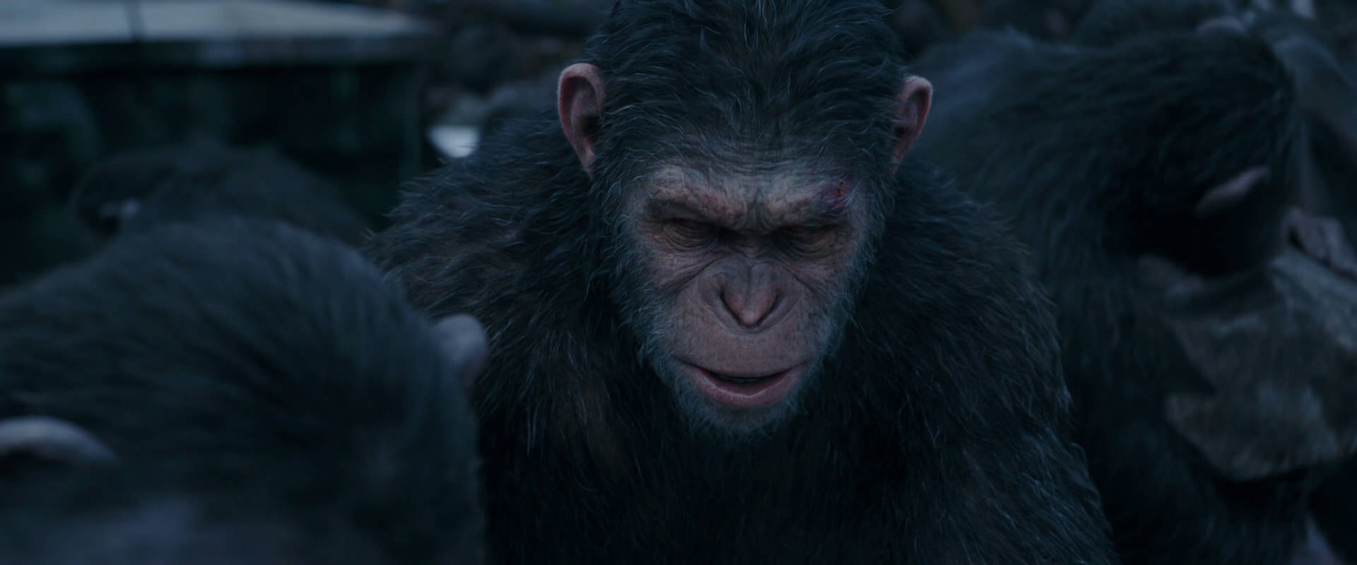 War for the Planet of the Apes (2017) movie still 8131