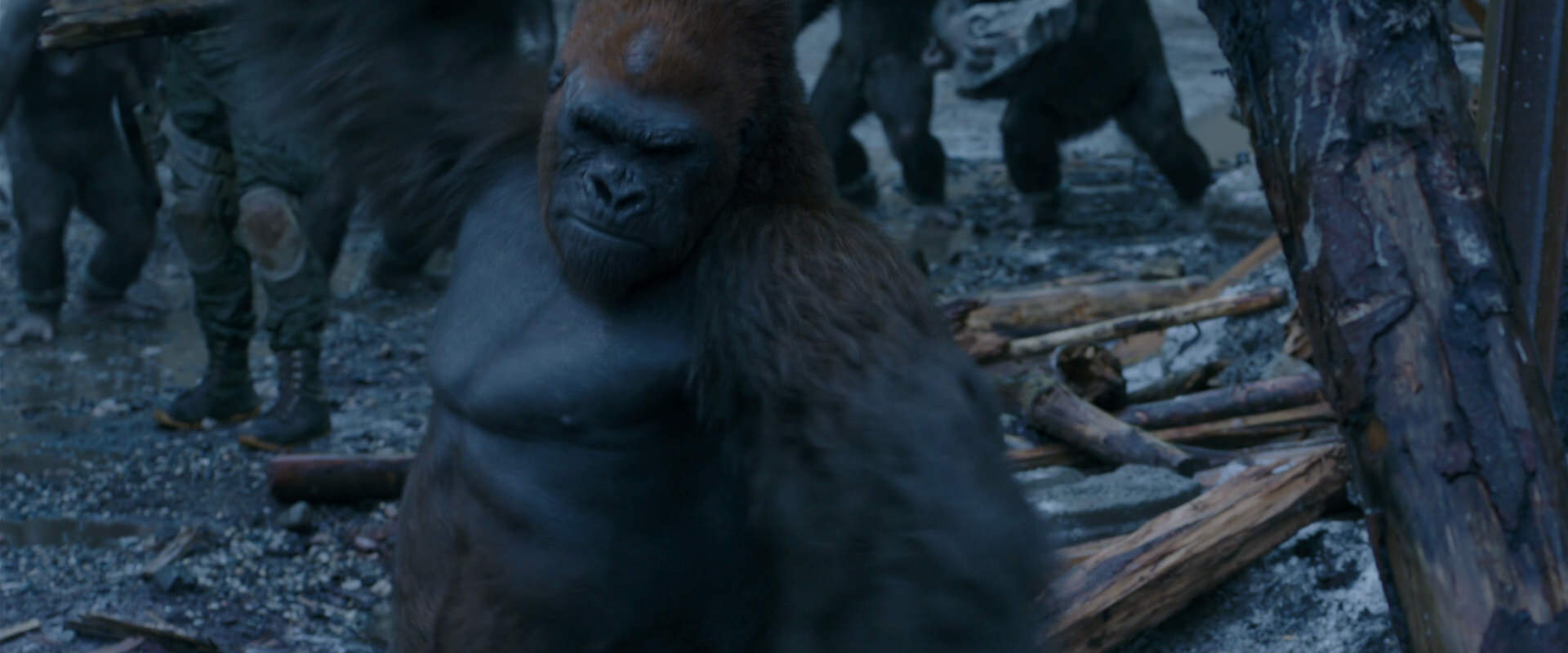 War for the Planet of the Apes (2017) movie still 8269