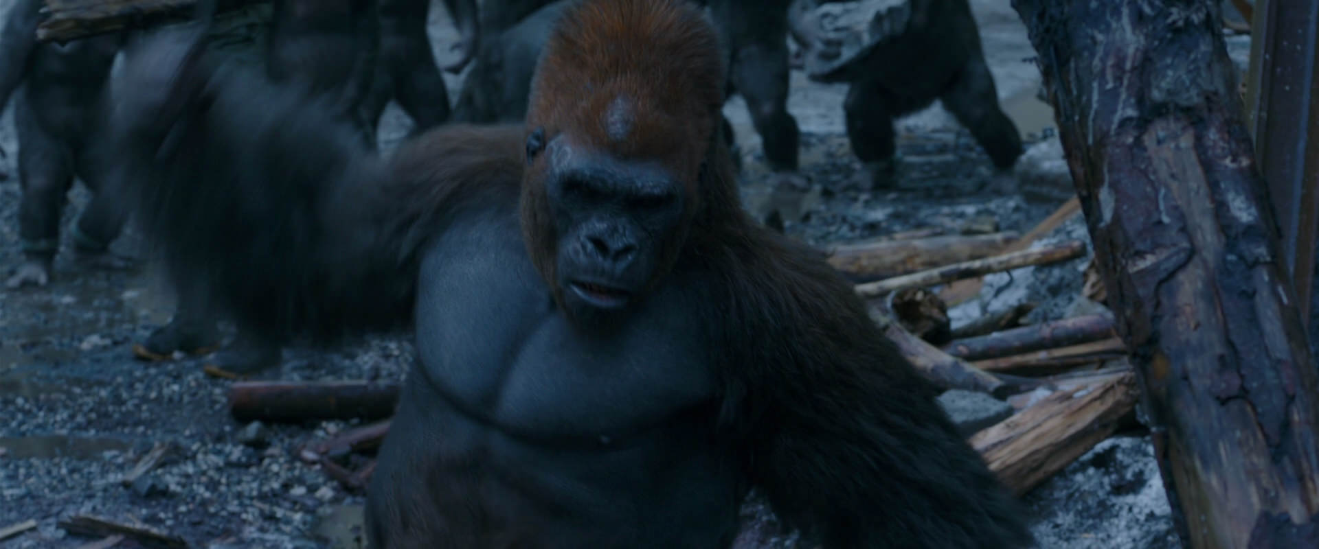 War for the Planet of the Apes (2017) HD screenshot 8270