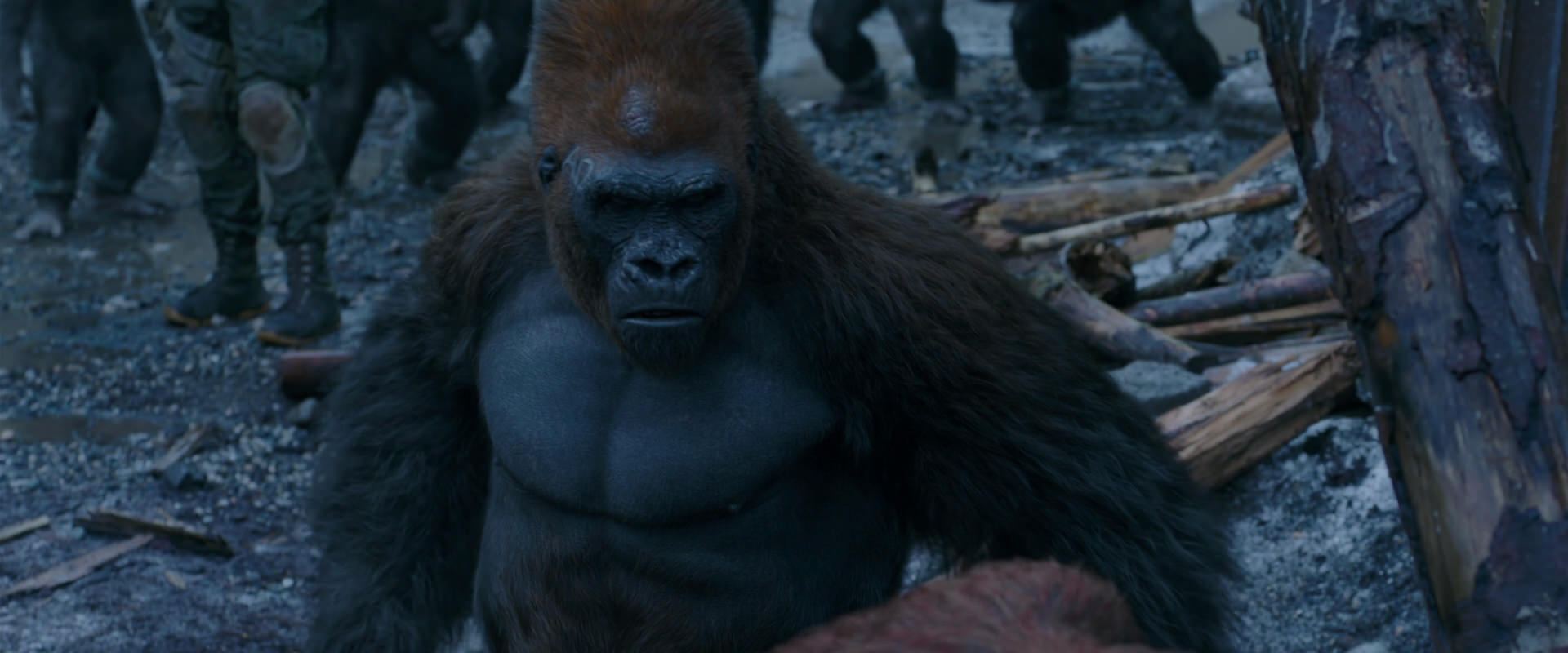 War for the Planet of the Apes (2017) movie still 8272