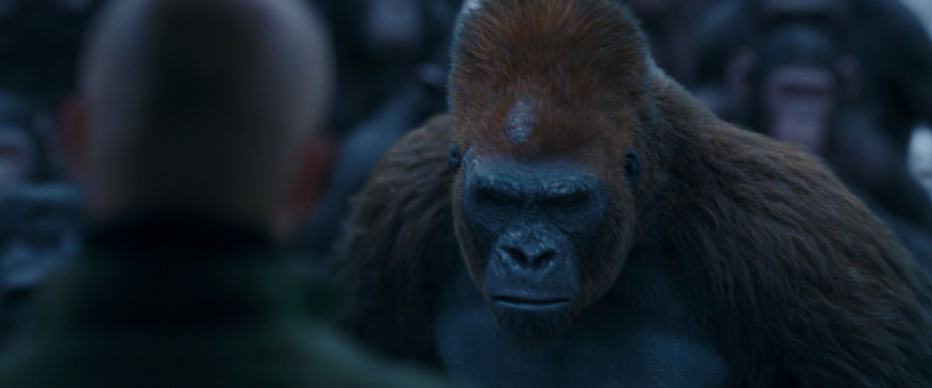 War for the Planet of the Apes (2017) screencap 8526