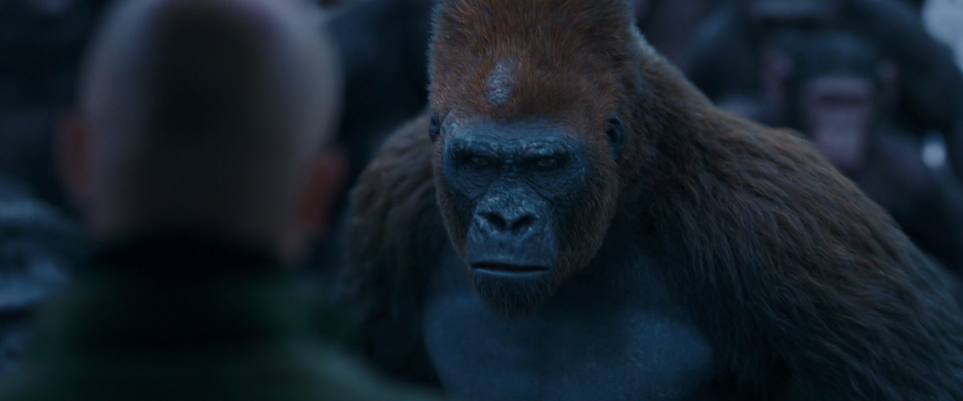 War for the Planet of the Apes (2017) movie still 8527
