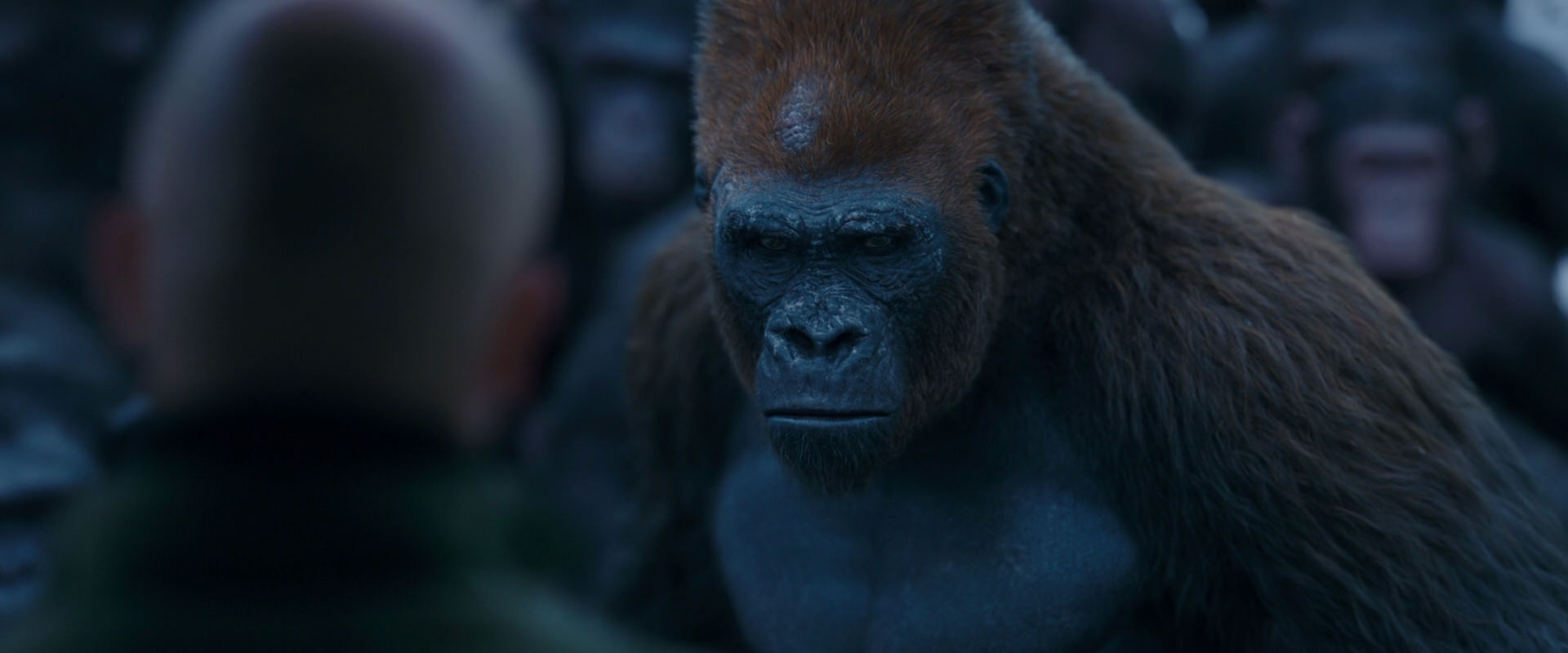 War for the Planet of the Apes (2017) screencap 8529