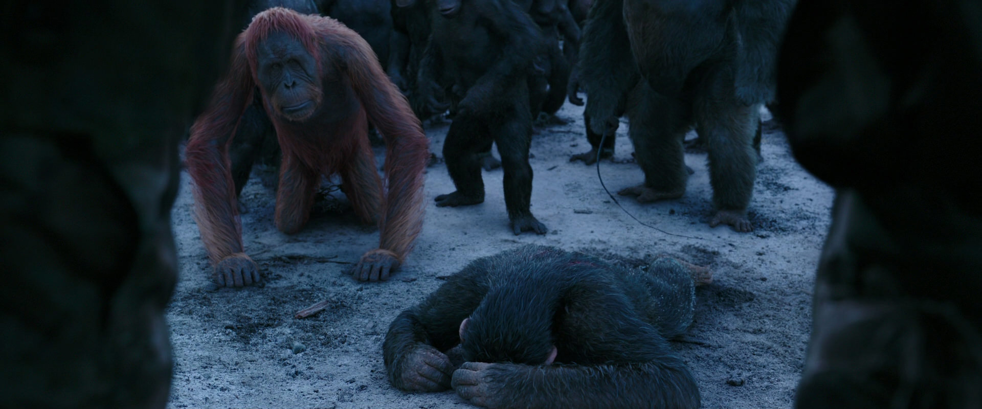 War for the Planet of the Apes (2017) movie still 8554