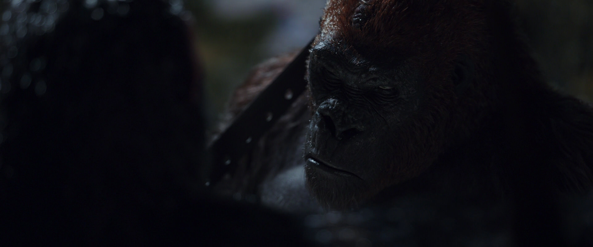 War for the Planet of the Apes (2017) movie still 8896