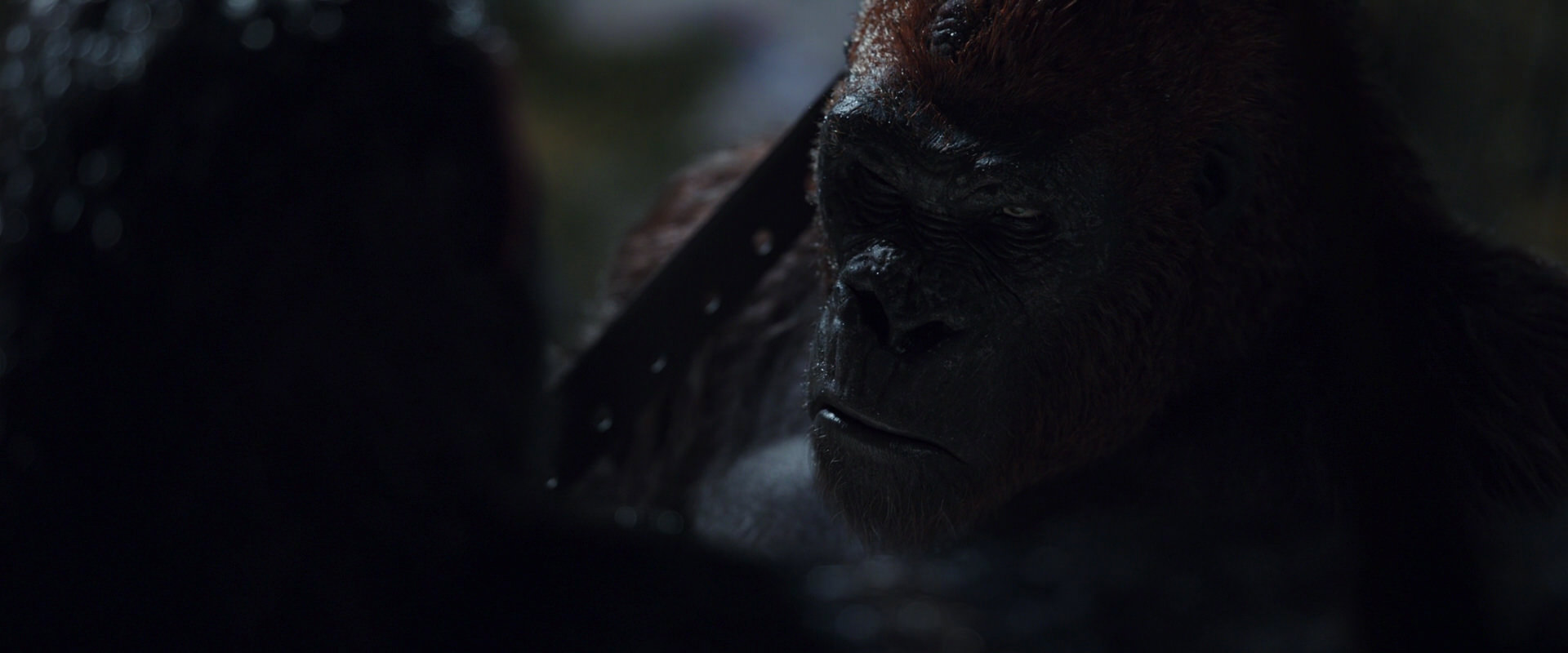 War for the Planet of the Apes (2017) movie still 8899