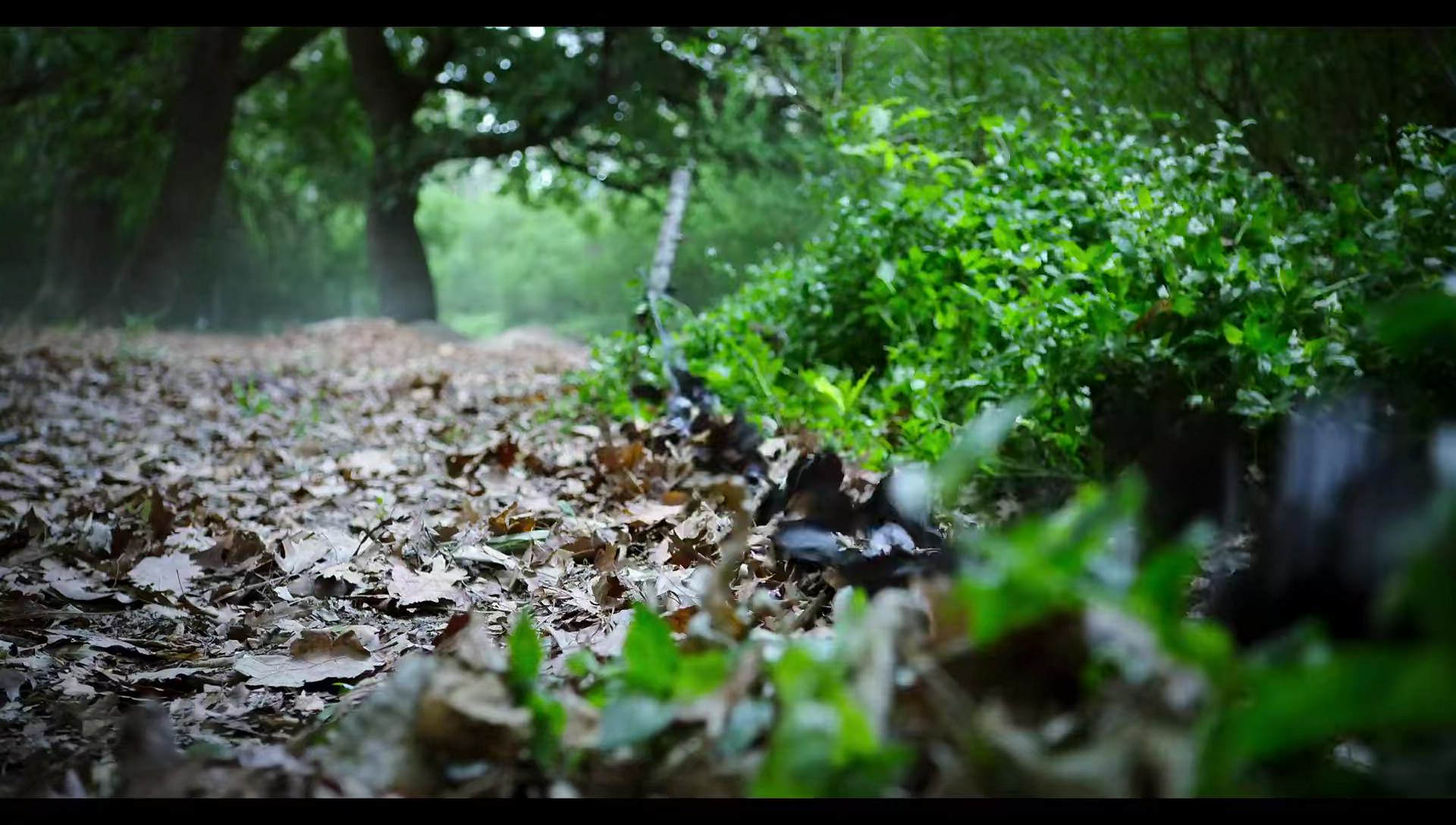 Woody Woodpecker Goes to Camp (2024) screencap 8850