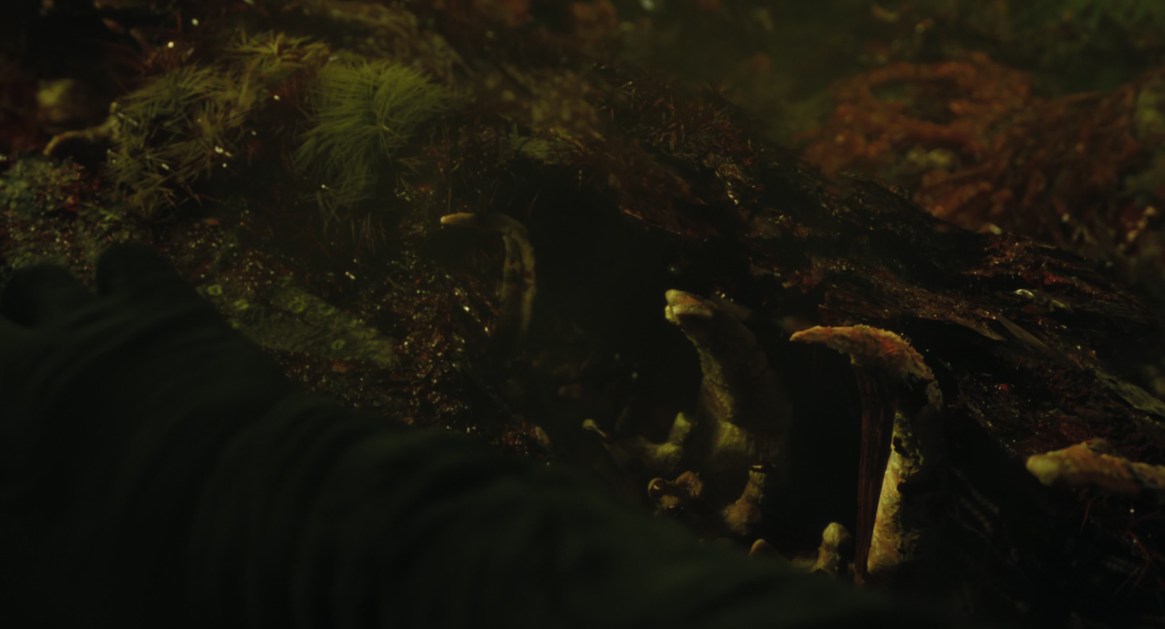 The Gorge (2025) [4K] HD screenshot 8759