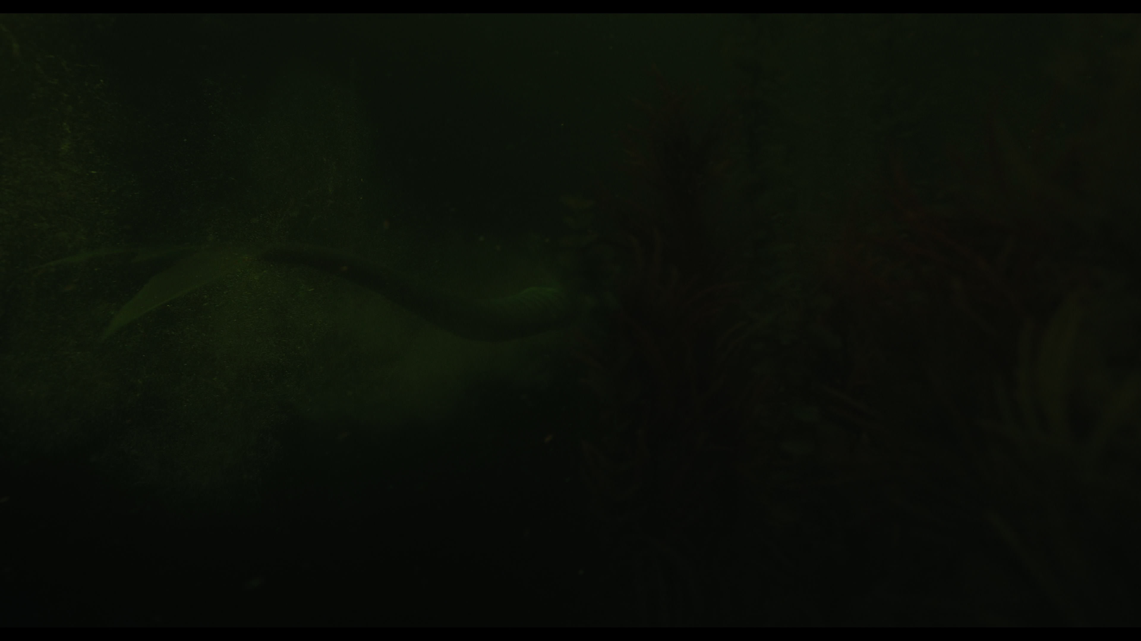 Wednesday S01E02 “Woe Is the Loneliest Number” movie still 4984