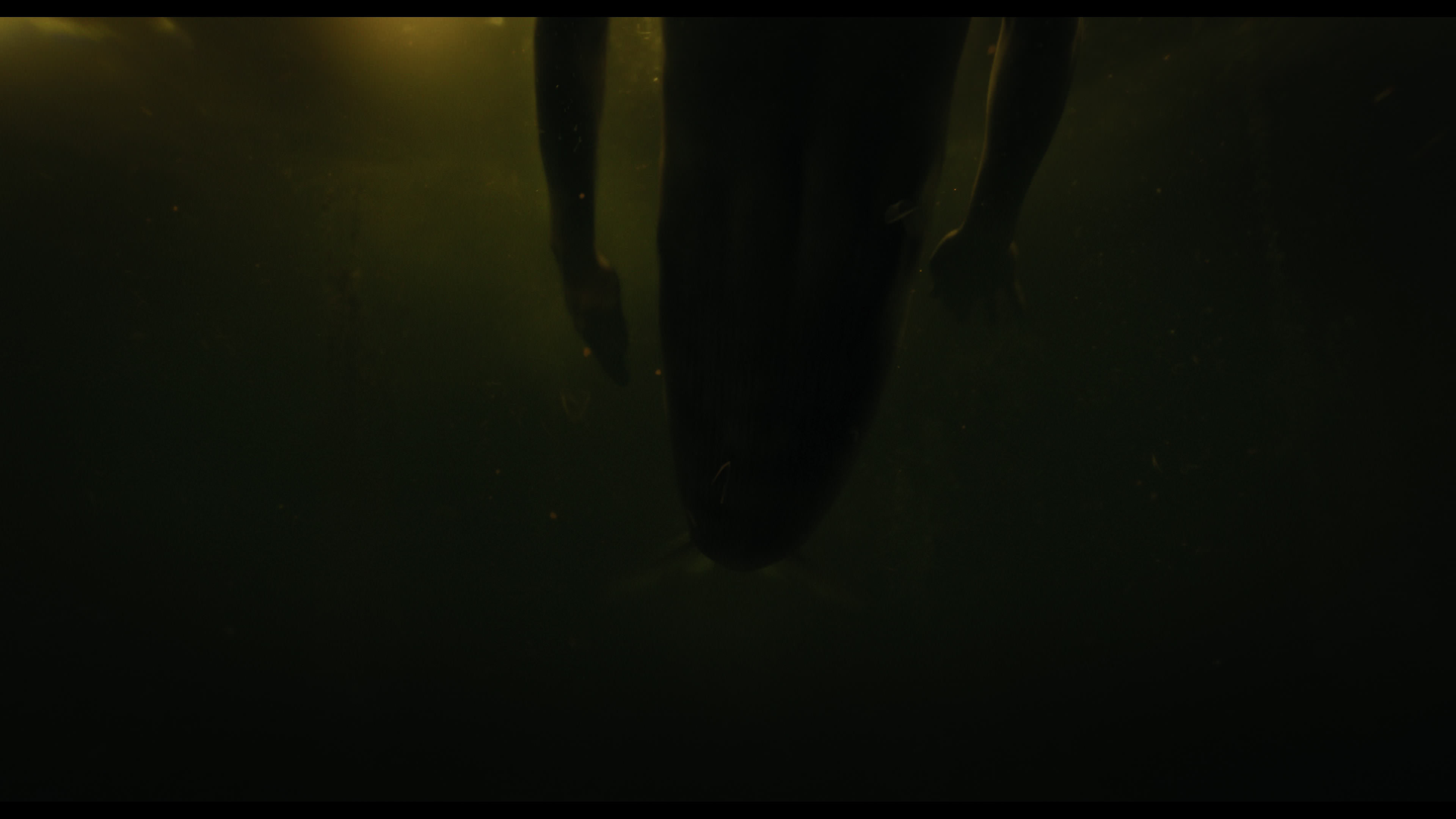 Wednesday S01E02 “Woe Is the Loneliest Number” movie still 5164