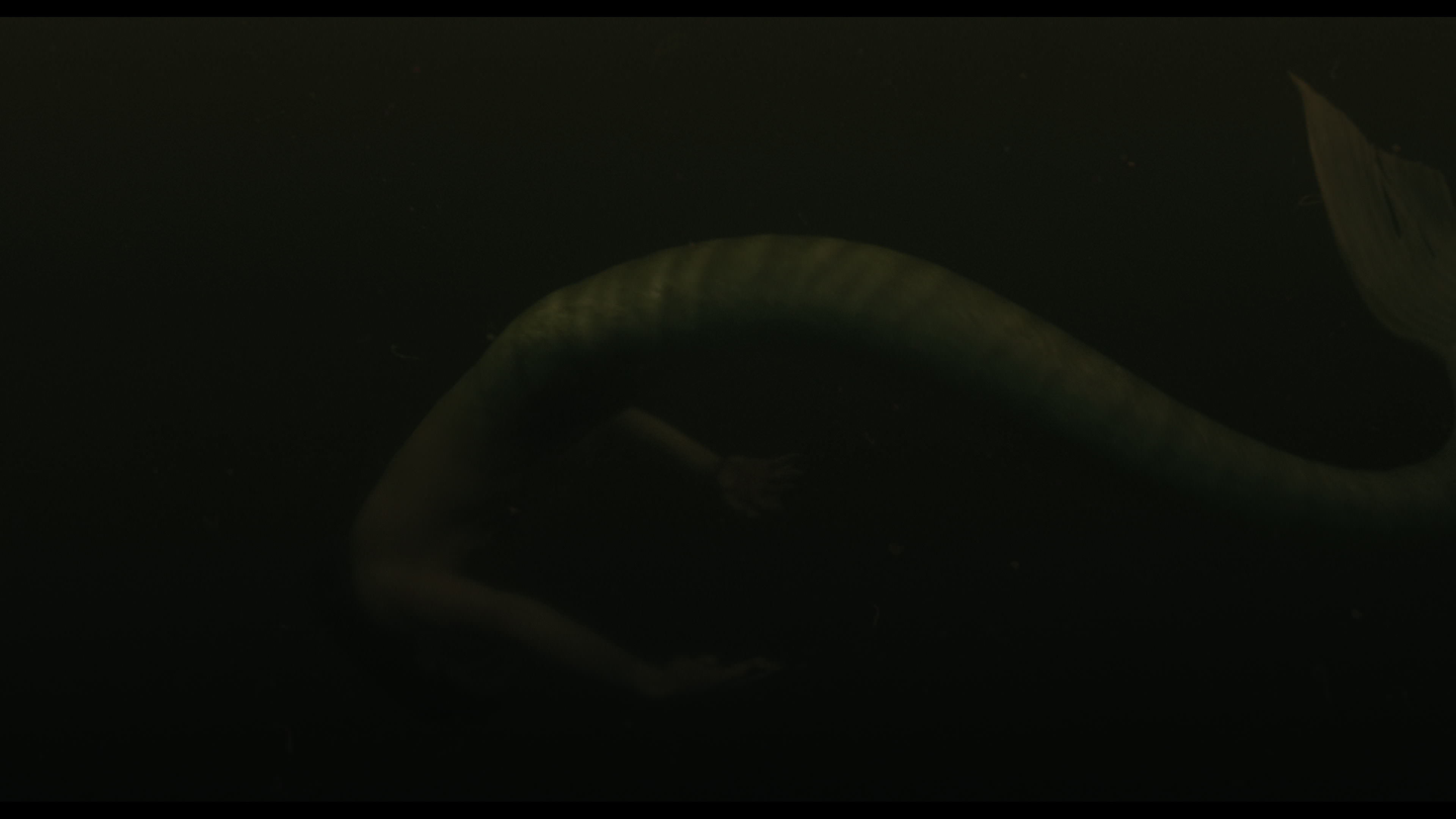 Wednesday S01E02 “Woe Is the Loneliest Number” HD screenshot 5639